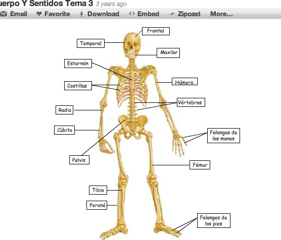 El cuerpo humano y los sentidos | Recurso educativo 36465