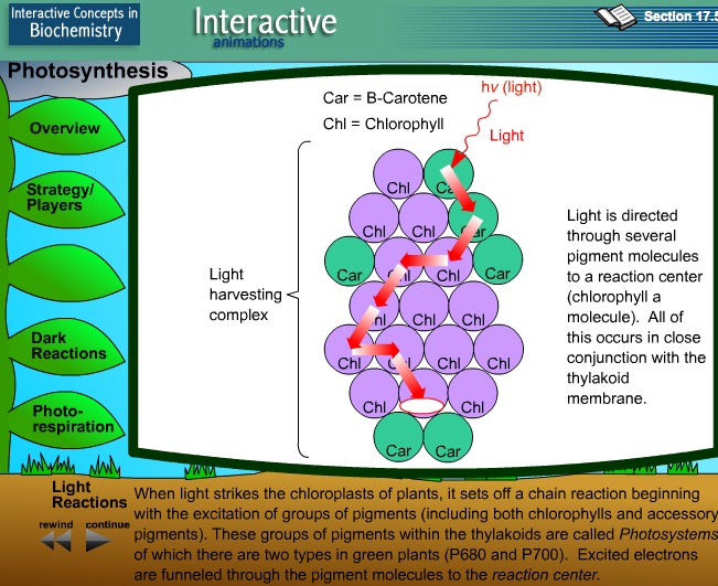 Photosynthesis | Recurso educativo 39938