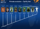 Primate evolution, family ties | Recurso educativo 40712