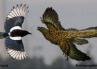 El Archaeopterix. El primer pájaro | Recurso educativo 44739