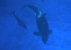 Baby killer whale born at SeaWorld Orlando | Recurso educativo 47553