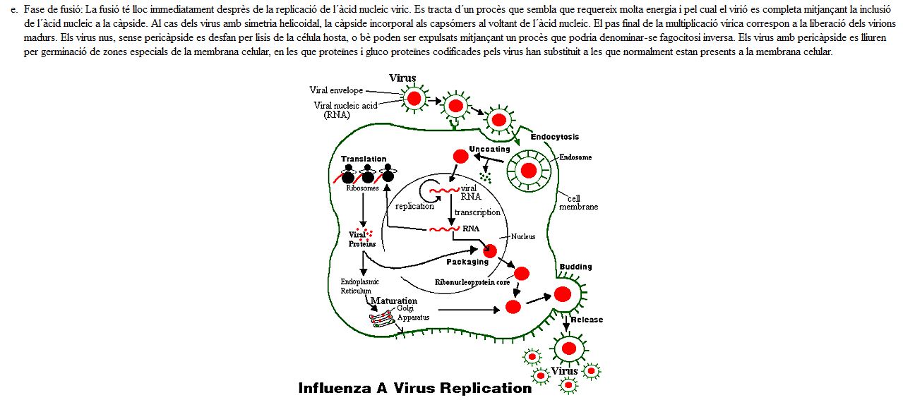 Cicle vital dels virus | Recurso educativo 47677