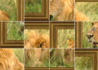 Puzzle interactivo: león | Recurso educativo 50669