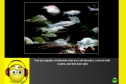 Video: Fish | Recurso educativo 52259