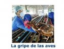 La gripe aviar | Recurso educativo 53684