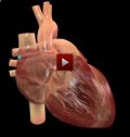 Sistema de regulación nerviosa del funcionamiento del corazón | Recurso educativo 56361