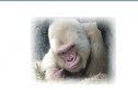 El único gorila albino | Recurso educativo 57516