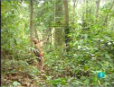 Iban, los nuevos cazadores de cabezas de Borneo | Recurso educativo 59072