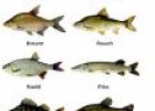 Il·lustració: imatge de diferents espècies de peixos | Recurso educativo 21098