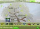 Árbol filogenético | Recurso educativo 2161