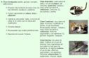 Los filums del reino animal | Recurso educativo 22214