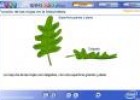 Función de las hojas en la fotosíntesis | Recurso educativo 2704