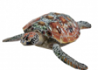 Animales: Tortuga marina | Recurso educativo 31115