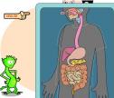 Supersaber: la digestión | Recurso educativo 4081