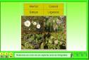 La vegetació de Montsià | Recurso educativo 4152