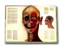 El Cuerpo Humano: interacción | Recurso educativo 5362