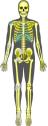 Anatomía humana: esqueleto | Recurso educativo 5472