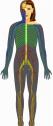 Anatomía humana: Sistema Nervioso | Recurso educativo 5479