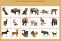 Animals (matching game) | Recurso educativo 9138
