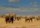 Wonderful Africa Wildlife and Landscape | Recurso educativo 85247