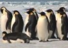 Emperor Penguins in Antarctica | Recurso educativo 85447