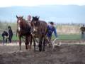 Traditional Horse Ploughing | Recurso educativo 89532