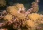 Arrecifes de coral, documental discovery channel | Recurso educativo 92338