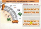 Mecanismo de transporte celular | Recurso educativo 102272