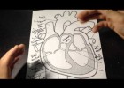 Labeling Parts of The Heart And Direction Of Blood Flow | Recurso educativo 113805