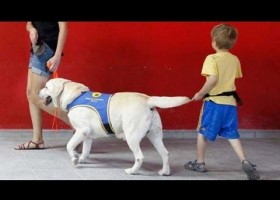 Perros de ayuda para niños con autismo | Recurso educativo 117038