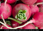 100 Frutas y Verduras - Libro de fotos sin anuncios para niños | Recurso educativo 117145