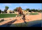Cómo beben las jirafas | Recurso educativo 494957