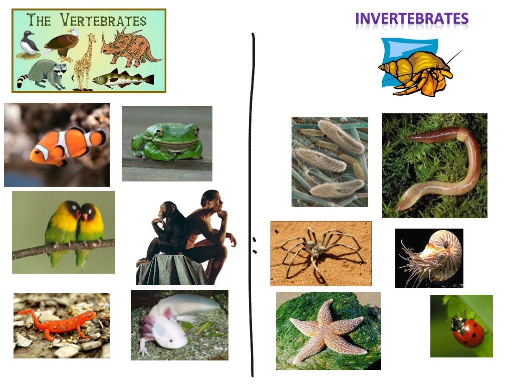 Animales Vertebrados E Invertebrados Pictoeduca Vertebrados E Images