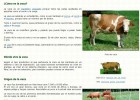 La vaca | Recurso educativo 677699