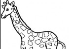 Dibuix per imprimir d'una girafa | Recurso educativo 684801