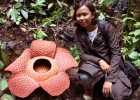 Flor de la Rafflesia | Recurso educativo 686322