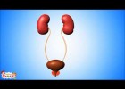 Urinary System Video for Kids | Recurso educativo 723946