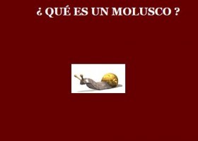 Moluscos | Recurso educativo 724821