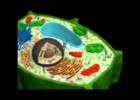 Las células eucariotas y procariotas | Recurso educativo 725095