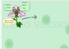 Life Cycle of a Seed Plant | Recurso educativo 725829
