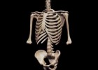 El esqueleto humano | Recurso educativo 728695