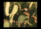Plantes del desert | Recurso educativo 729936