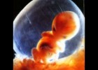 Fecundació i desenvolupament de l'embrió | Recurso educativo 732681