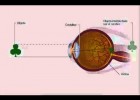 El ojo y enfoque | Recurso educativo 738026