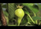 Pear flower to fruit swelling time lapse filmed over 8 weeks | Recurso educativo 739469