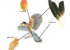 Els ocells | Recurso educativo 740926