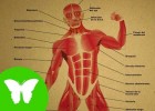 Os músculos | Recurso educativo 741018