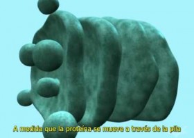Trafico de Proteinas- Aparato de Golgi | Recurso educativo 742159