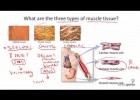 Types of Muscle Tissue | Recurso educativo 742291