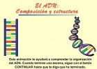 El ADN: composición y estructura | Recurso educativo 743624